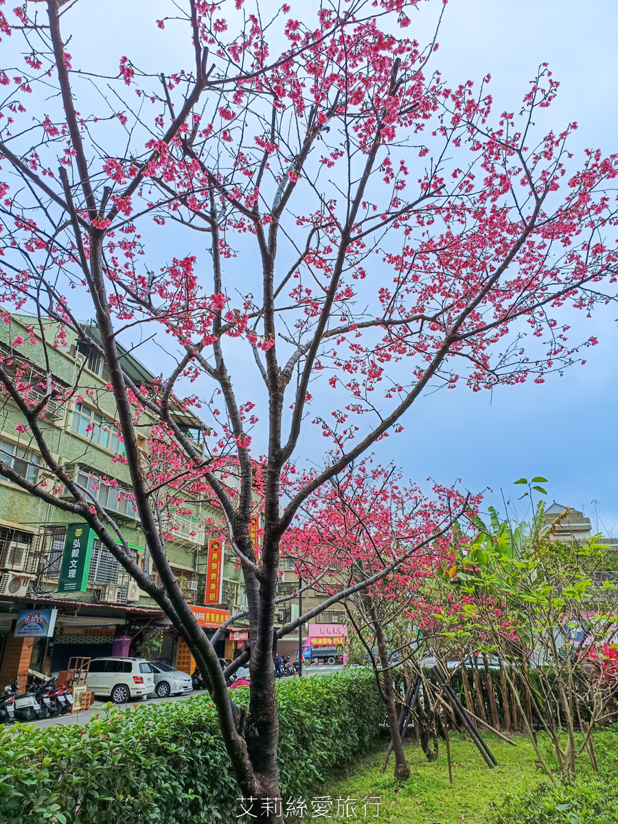 新北蘆洲景點 仁愛公園 夢幻山櫻花盛開了~同時賞櫻花、杜鵑花 還有10餘種果樹如柚子、龍眼、柳丁、百香果 遊戲區放風小孩 - 第7張圖 新北蘆洲景點 仁愛公園 夢幻山櫻花盛開了~同時賞櫻花、杜鵑花 還有10餘種果樹如柚子、龍眼、柳丁、百香果 遊戲區放風小孩
