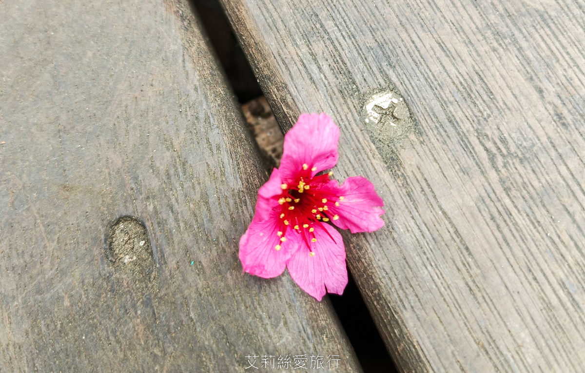 新北蘆洲景點 仁愛公園 夢幻山櫻花盛開了~同時賞櫻花、杜鵑花 還有10餘種果樹如柚子、龍眼、柳丁、百香果 遊戲區放風小孩 - 第10張圖 新北蘆洲景點 仁愛公園 夢幻山櫻花盛開了~同時賞櫻花、杜鵑花 還有10餘種果樹如柚子、龍眼、柳丁、百香果 遊戲區放風小孩