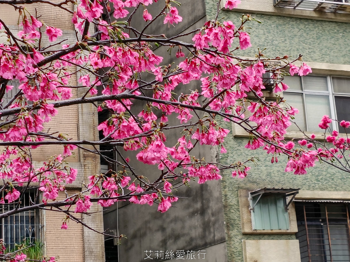 新北蘆洲景點 仁愛公園 夢幻山櫻花盛開了~同時賞櫻花、杜鵑花 還有10餘種果樹如柚子、龍眼、柳丁、百香果 遊戲區放風小孩 - 第8張圖 新北蘆洲景點 仁愛公園 夢幻山櫻花盛開了~同時賞櫻花、杜鵑花 還有10餘種果樹如柚子、龍眼、柳丁、百香果 遊戲區放風小孩