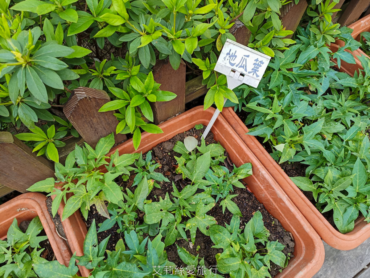 新北蘆洲景點 仁愛公園 夢幻山櫻花盛開了~同時賞櫻花、杜鵑花 還有10餘種果樹如柚子、龍眼、柳丁、百香果 遊戲區放風小孩 - 第16張圖 新北蘆洲景點 仁愛公園 夢幻山櫻花盛開了~同時賞櫻花、杜鵑花 還有10餘種果樹如柚子、龍眼、柳丁、百香果 遊戲區放風小孩