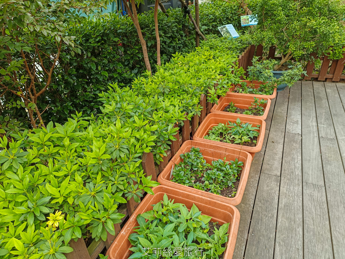 新北蘆洲景點 仁愛公園 夢幻山櫻花盛開了~同時賞櫻花、杜鵑花 還有10餘種果樹如柚子、龍眼、柳丁、百香果 遊戲區放風小孩 - 第14張圖 新北蘆洲景點 仁愛公園 夢幻山櫻花盛開了~同時賞櫻花、杜鵑花 還有10餘種果樹如柚子、龍眼、柳丁、百香果 遊戲區放風小孩