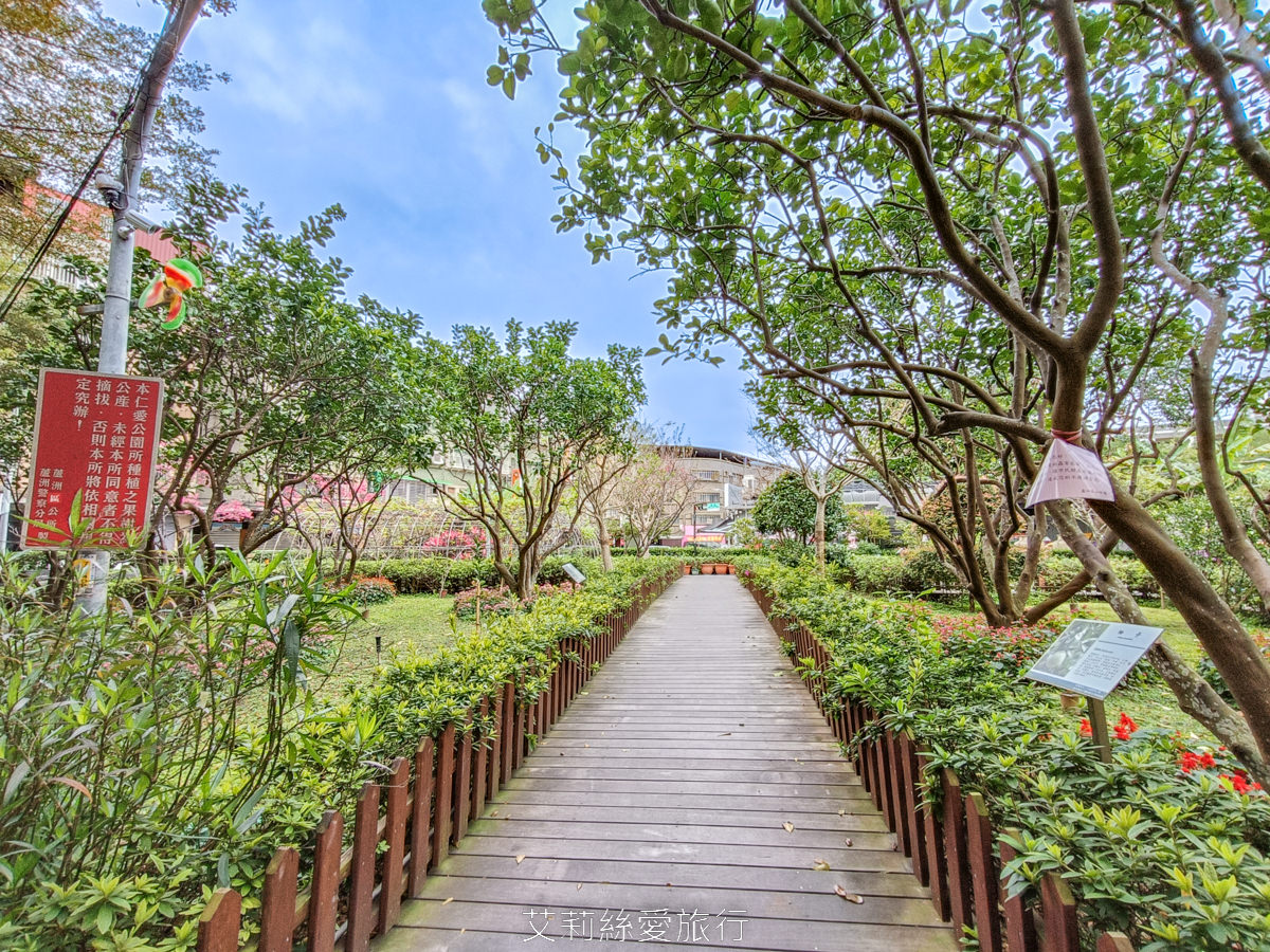 新北蘆洲景點 仁愛公園 夢幻山櫻花盛開了~同時賞櫻花、杜鵑花 還有10餘種果樹如柚子、龍眼、柳丁、百香果 遊戲區放風小孩 - 第5張圖 新北蘆洲景點 仁愛公園 夢幻山櫻花盛開了~同時賞櫻花、杜鵑花 還有10餘種果樹如柚子、龍眼、柳丁、百香果 遊戲區放風小孩