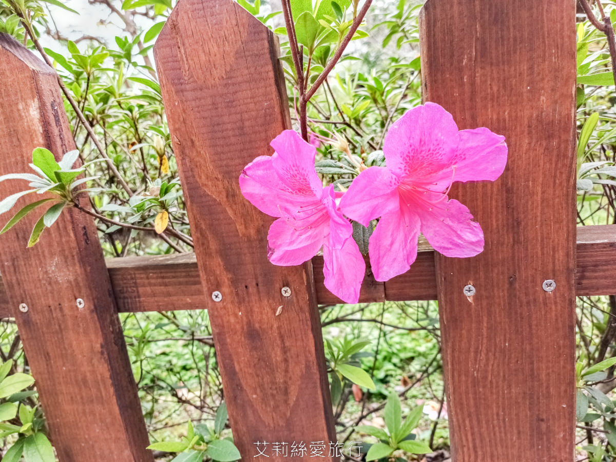 新北蘆洲景點 仁愛公園 夢幻山櫻花盛開了~同時賞櫻花、杜鵑花 還有10餘種果樹如柚子、龍眼、柳丁、百香果 遊戲區放風小孩 - 第11張圖 新北蘆洲景點 仁愛公園 夢幻山櫻花盛開了~同時賞櫻花、杜鵑花 還有10餘種果樹如柚子、龍眼、柳丁、百香果 遊戲區放風小孩