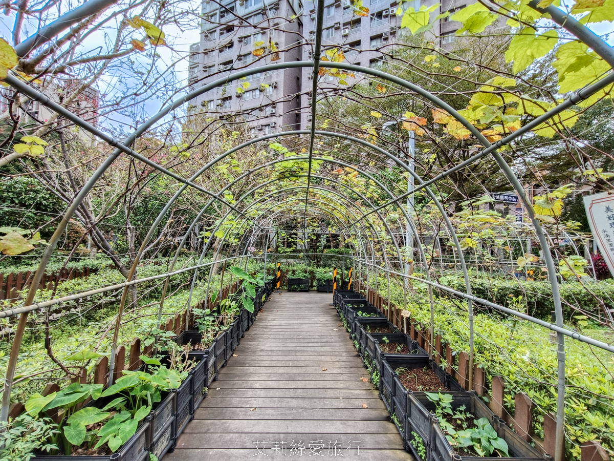 新北蘆洲景點 仁愛公園 夢幻山櫻花盛開了~同時賞櫻花、杜鵑花 還有10餘種果樹如柚子、龍眼、柳丁、百香果 遊戲區放風小孩 - 第13張圖 新北蘆洲景點 仁愛公園 夢幻山櫻花盛開了~同時賞櫻花、杜鵑花 還有10餘種果樹如柚子、龍眼、柳丁、百香果 遊戲區放風小孩