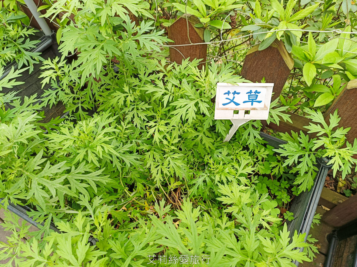 新北蘆洲景點 仁愛公園 夢幻山櫻花盛開了~同時賞櫻花、杜鵑花 還有10餘種果樹如柚子、龍眼、柳丁、百香果 遊戲區放風小孩 - 第15張圖 新北蘆洲景點 仁愛公園 夢幻山櫻花盛開了~同時賞櫻花、杜鵑花 還有10餘種果樹如柚子、龍眼、柳丁、百香果 遊戲區放風小孩