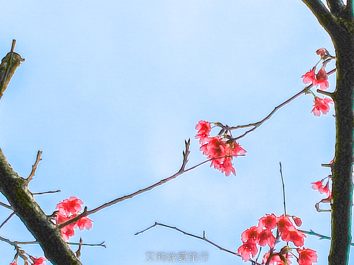 新北蘆洲景點 仁愛公園 夢幻山櫻花盛開了~同時賞櫻花、杜鵑花 還有10餘種果樹如柚子、龍眼、柳丁、百香果 遊戲區放風小孩 - 第9張圖 新北蘆洲景點 仁愛公園 夢幻山櫻花盛開了~同時賞櫻花、杜鵑花 還有10餘種果樹如柚子、龍眼、柳丁、百香果 遊戲區放風小孩