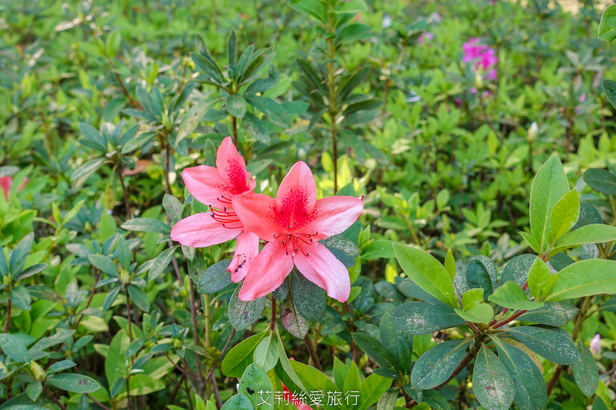 台北大安區景點 大安森林公園 花IN台北 2000盆夢幻繡球花海免費拍 真的不必上陽明山！