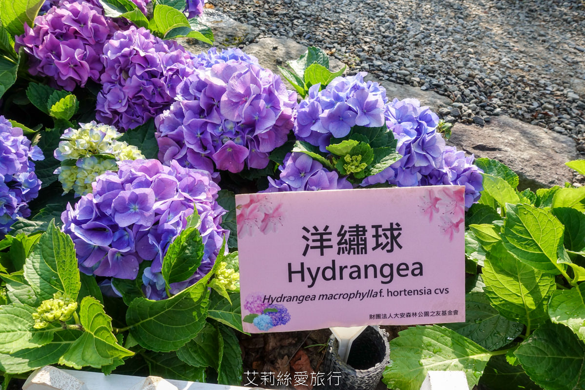 台北大安區景點 大安森林公園 花IN台北 2000盆夢幻繡球花海免費拍 真的不必上陽明山！