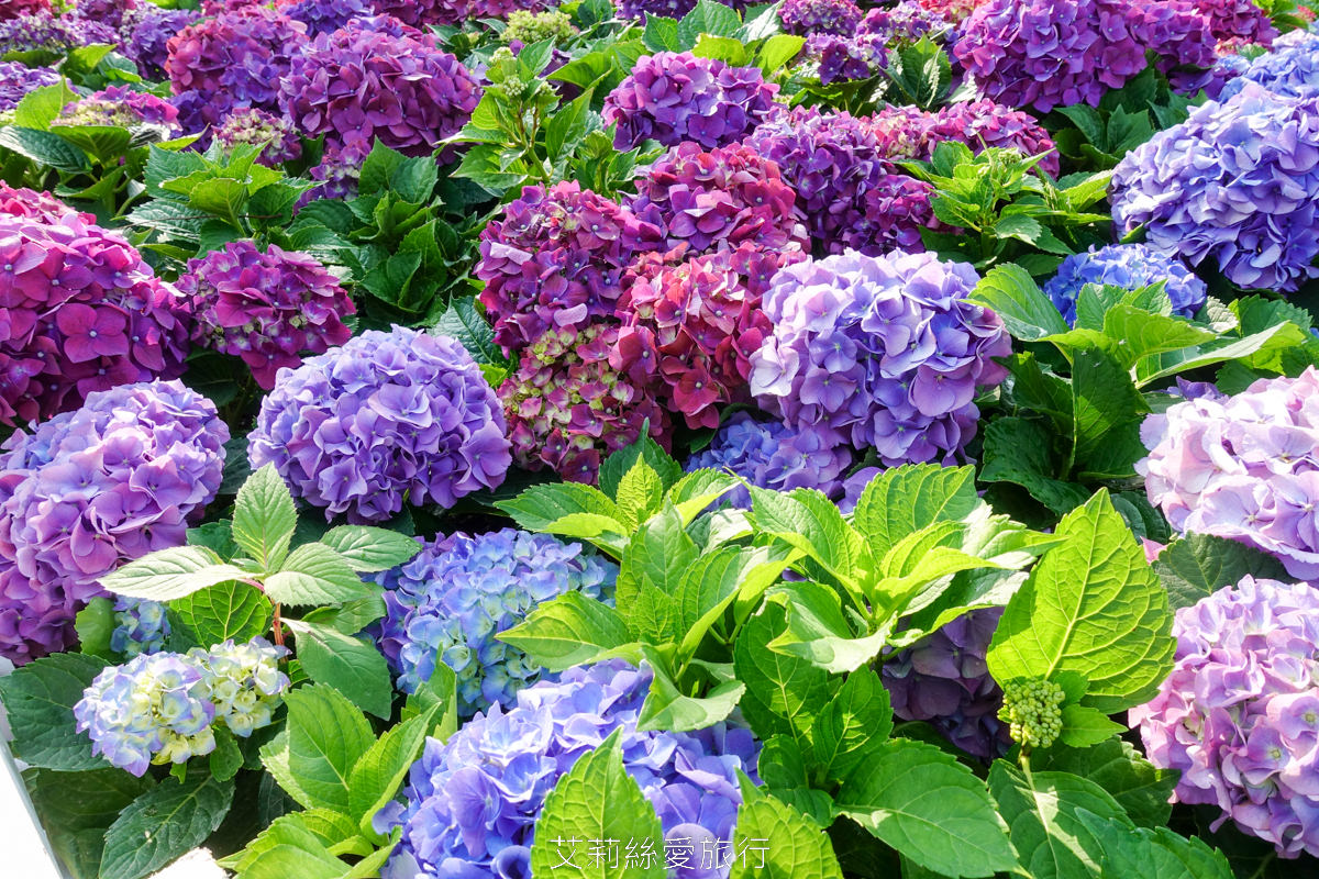 台北大安區景點 大安森林公園 花IN台北 2000盆夢幻繡球花海免費拍 真的不必上陽明山！