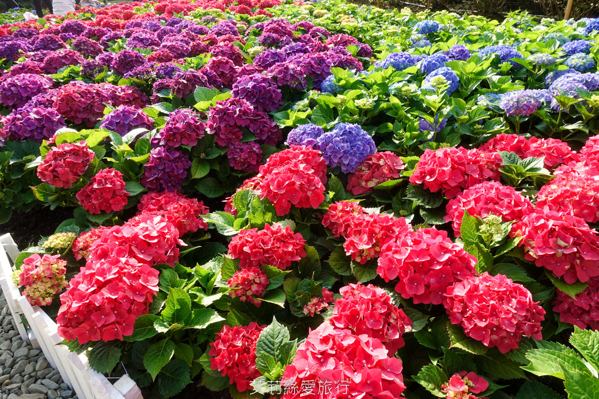 台北大安區景點 大安森林公園 花IN台北 2000盆夢幻繡球花海免費拍 真的不必上陽明山！