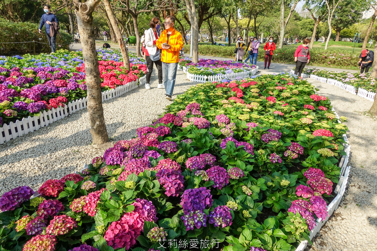 台北大安區景點 大安森林公園 花IN台北 2000盆夢幻繡球花海免費拍 真的不必上陽明山！