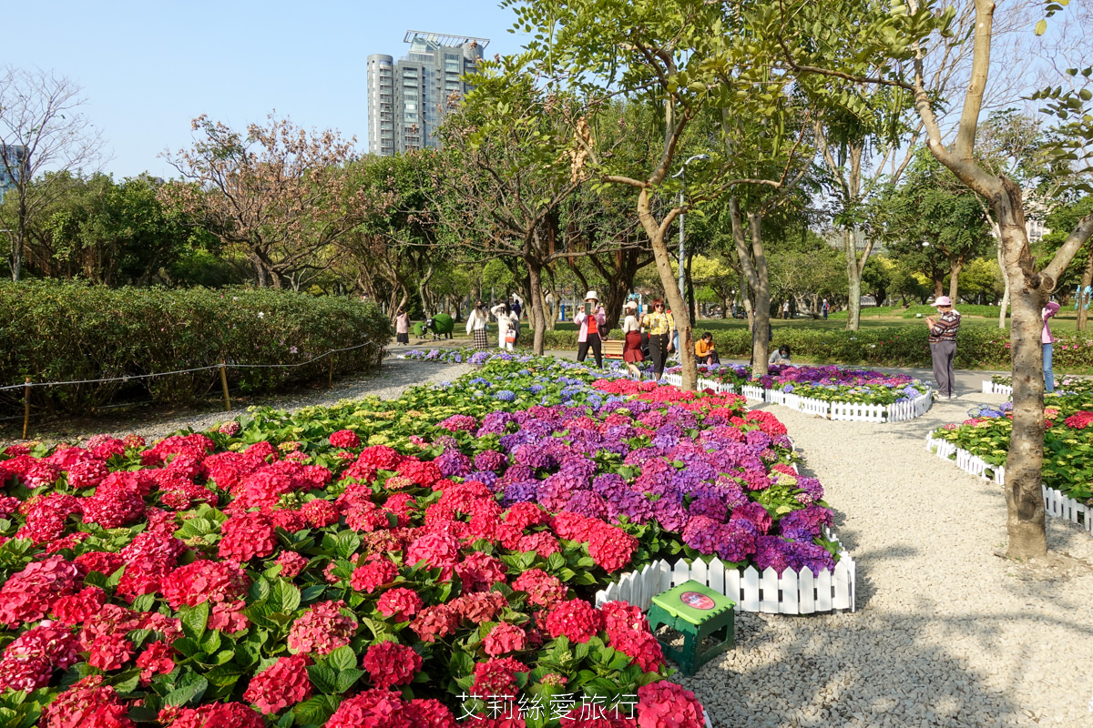 台北大安區景點 大安森林公園 花IN台北 2000盆夢幻繡球花海免費拍 真的不必上陽明山！