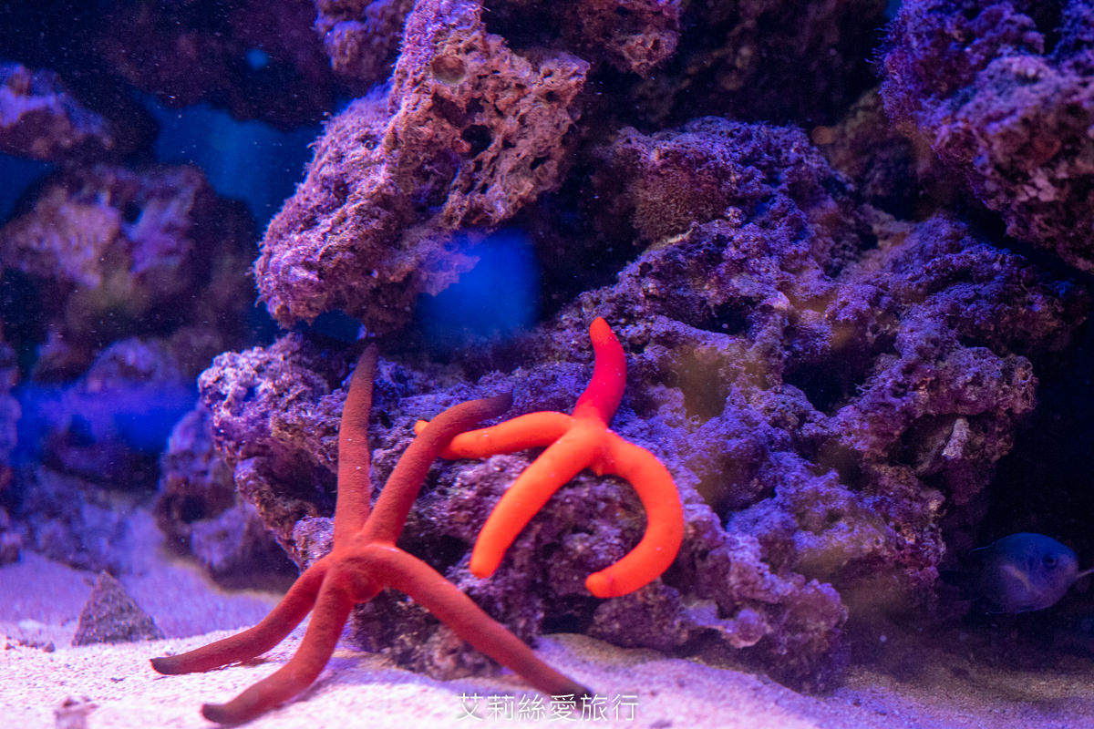 浪漫氛圍水族館式約會餐廳 7彩水母缸 山上走走 日式無菜單燒肉專門店 新竹市護城河親水公園週邊美食