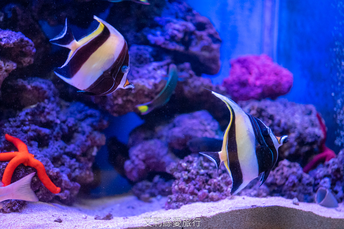 浪漫氛圍水族館式約會餐廳 7彩水母缸 山上走走 日式無菜單燒肉專門店 新竹市護城河親水公園週邊美食