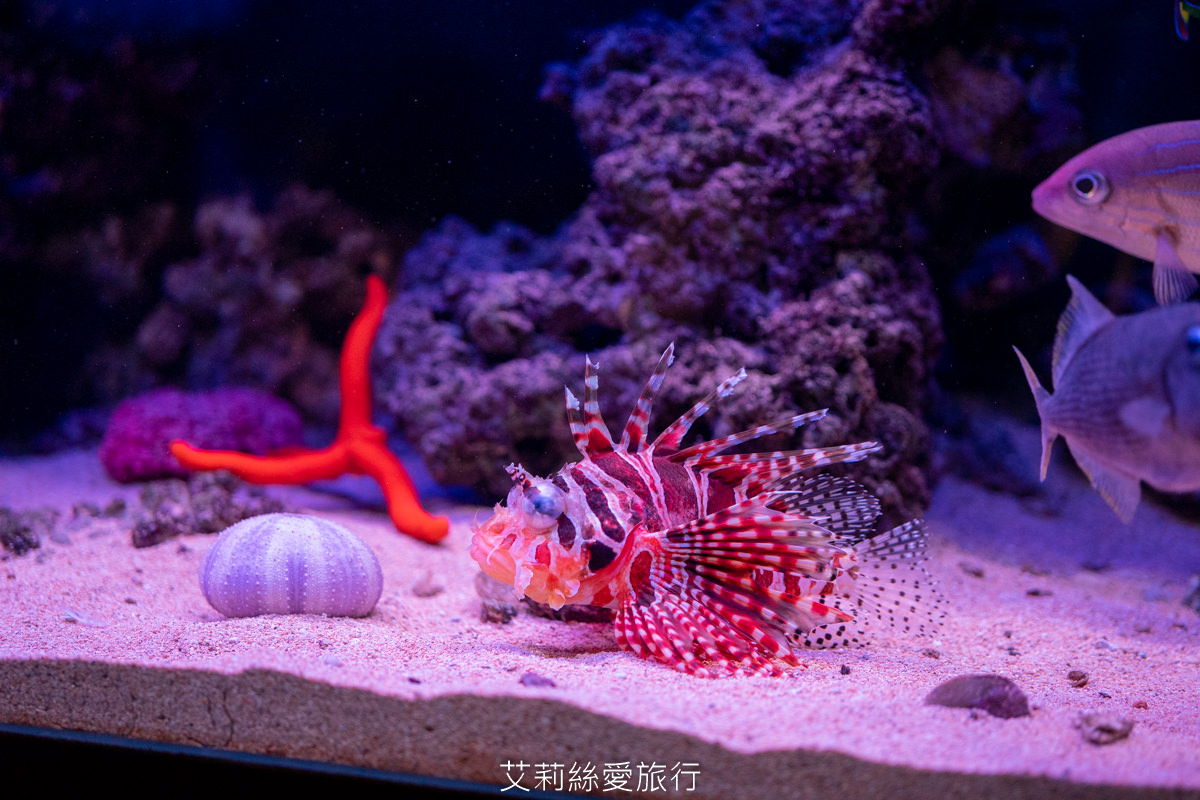 浪漫氛圍水族館式約會餐廳 7彩水母缸 山上走走 日式無菜單燒肉專門店 新竹市護城河親水公園週邊美食