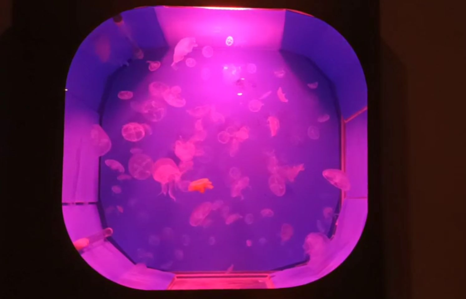 山上走走 日式無菜單燒肉專門店 七彩水母缸