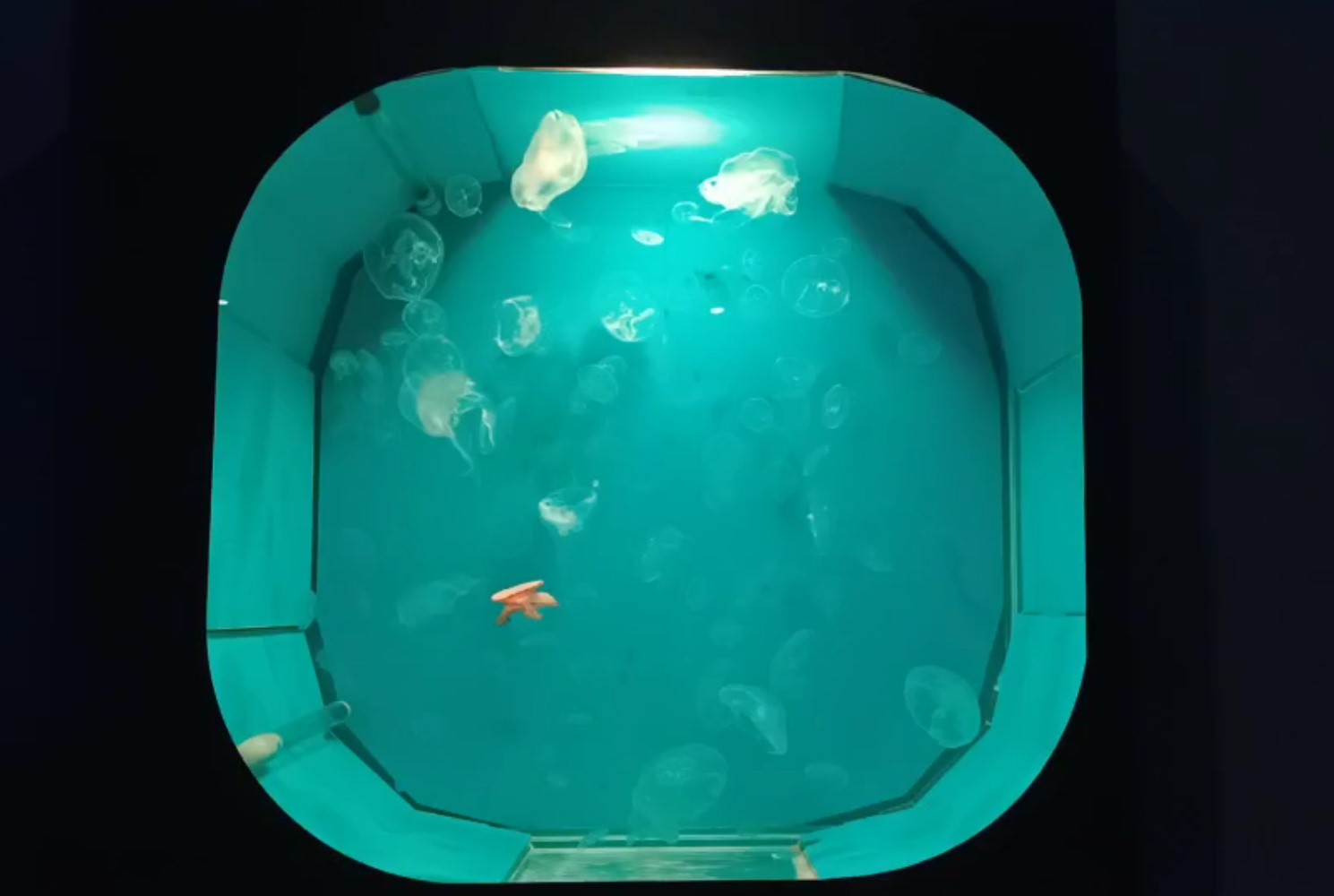 浪漫氛圍水族館式約會餐廳 7彩水母缸 山上走走 日式無菜單燒肉專門店 新竹市護城河親水公園週邊美食