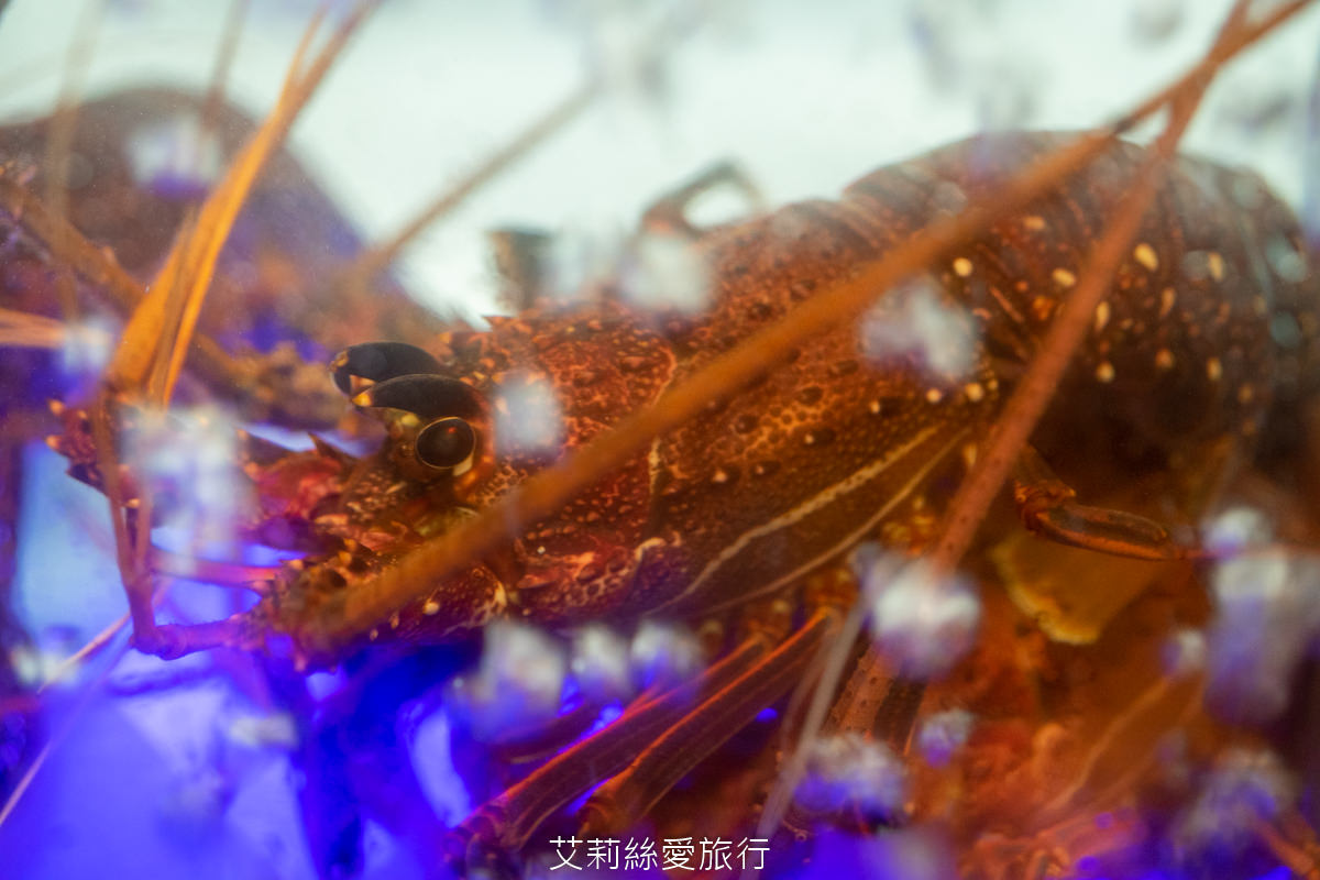 宜蘭頭城美食 島主龍蝦海鮮火鍋 在地人開的最高CP值鍋物 嚴選食材 真材實料湯底使用蔬菜熬煮 - 第6張圖 宜蘭頭城美食 島主龍蝦海鮮火鍋 在地人開的最高CP值鍋物 嚴選食材 真材實料湯底使用蔬菜熬煮