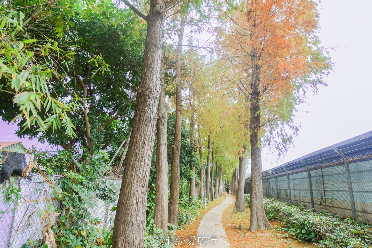 免費景點！北投落羽松秘境 捷運復興崗站步行2分鐘 百棵落羽松夢幻變色中！