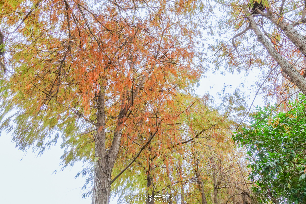 免費景點！北投落羽松秘境 捷運復興崗站步行2分鐘 百棵落羽松夢幻變色中！