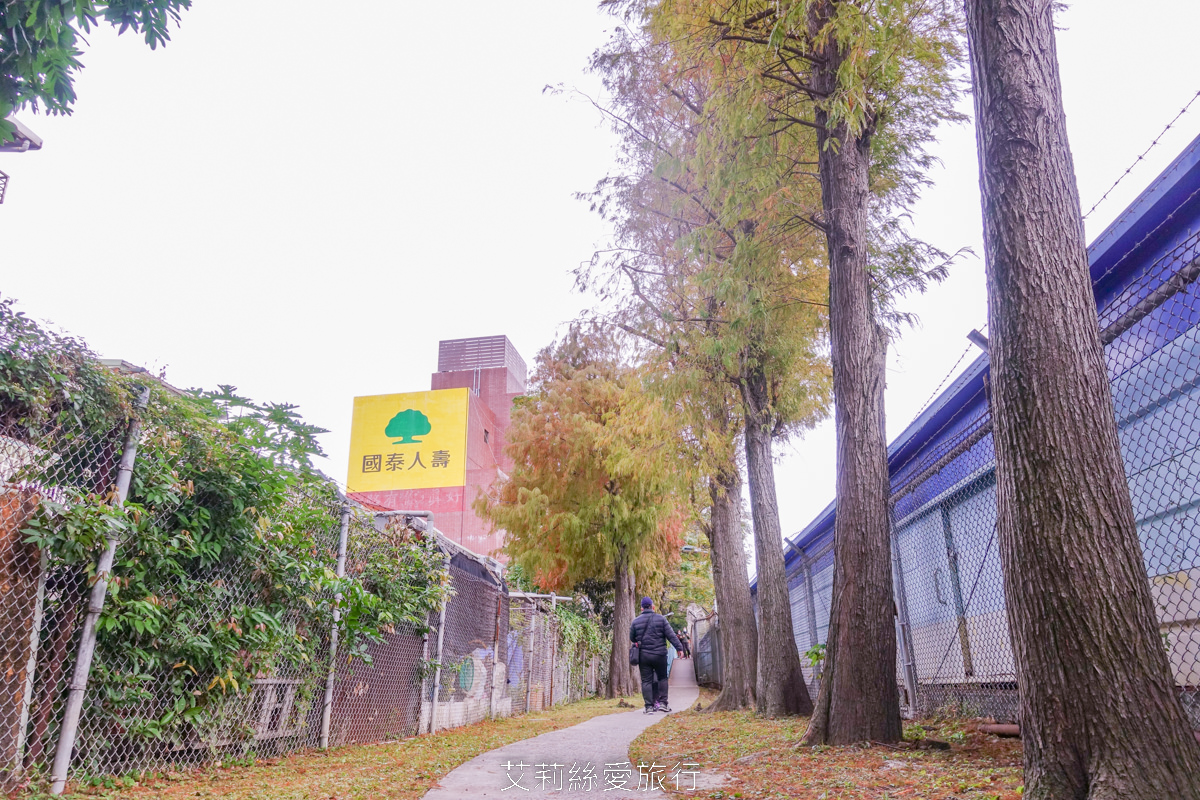 免費景點！北投落羽松秘境 捷運復興崗站步行2分鐘 百棵落羽松夢幻變色中！