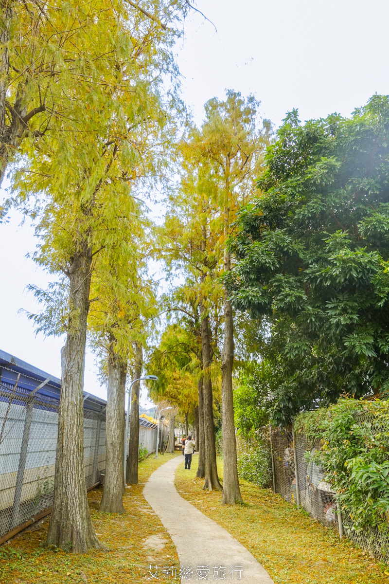 免費景點！北投落羽松秘境 捷運復興崗站步行2分鐘 百棵落羽松夢幻變色中！