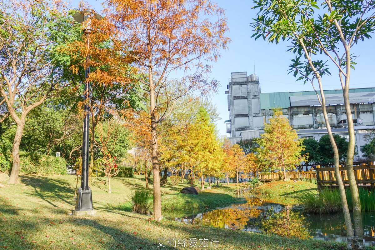 新北落羽松景點 免費入園 新莊頭前運動公園 生態水池冬季夢幻落羽松夏季賞蓮 漫步森林兒童遊戲場 捷運幸福站