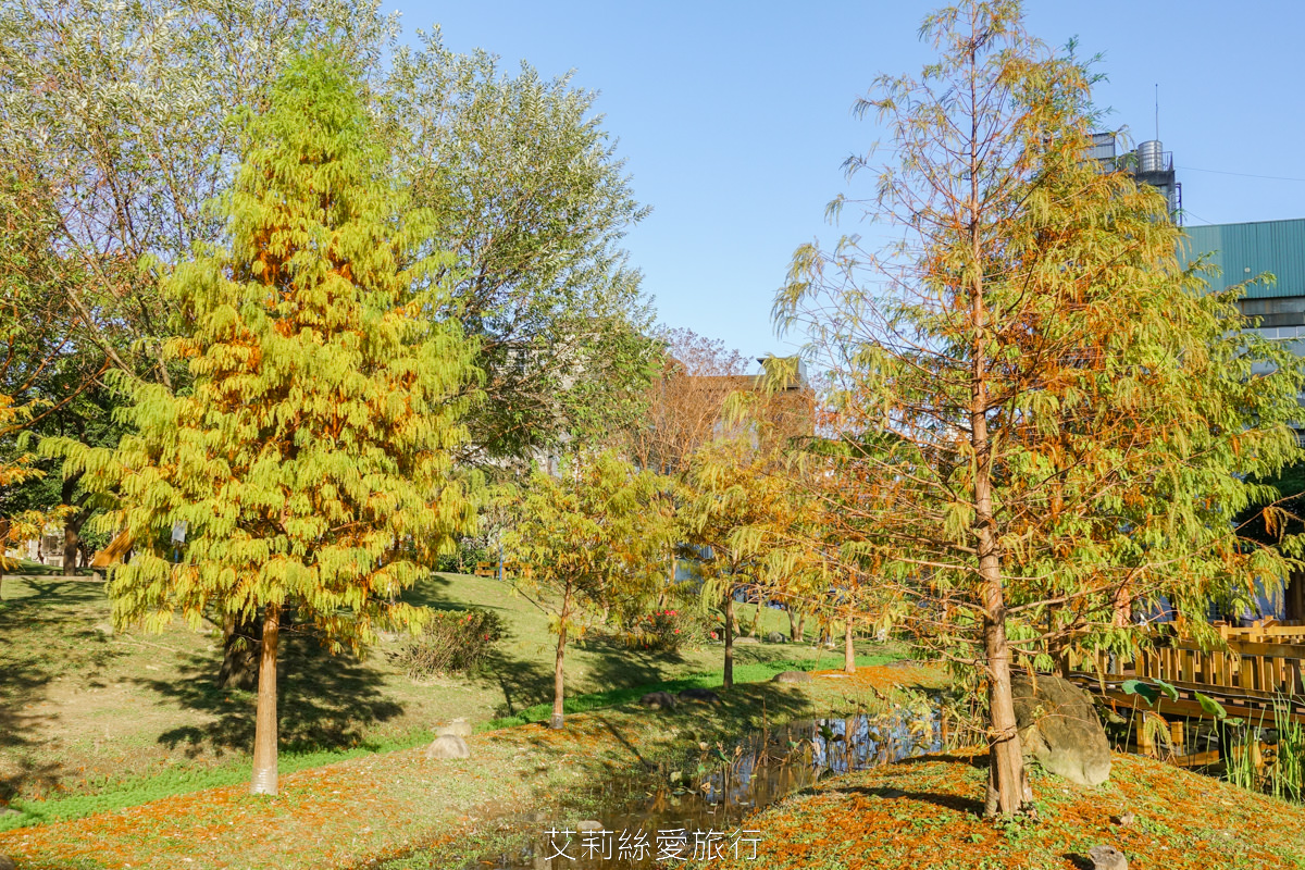 新北落羽松景點 免費入園 新莊頭前運動公園 生態水池冬季夢幻落羽松夏季賞蓮 漫步森林兒童遊戲場 捷運幸福站