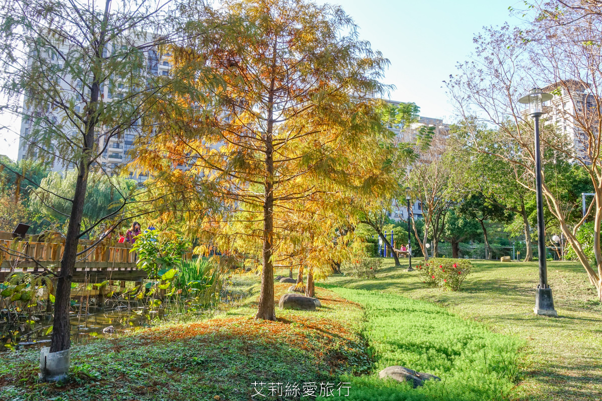 新北落羽松景點 免費入園 新莊頭前運動公園 生態水池冬季夢幻落羽松夏季賞蓮 漫步森林兒童遊戲場 捷運幸福站