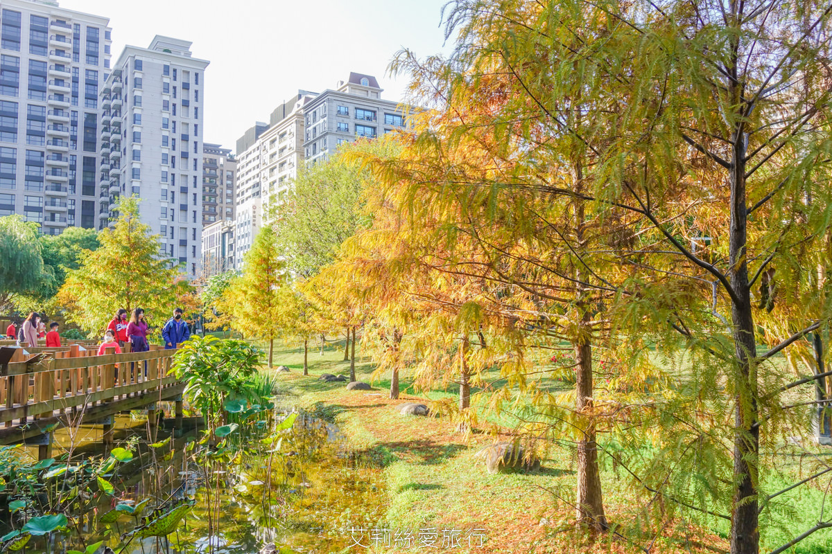 新北落羽松景點 免費入園 新莊頭前運動公園 生態水池冬季夢幻落羽松夏季賞蓮 漫步森林兒童遊戲場 捷運幸福站