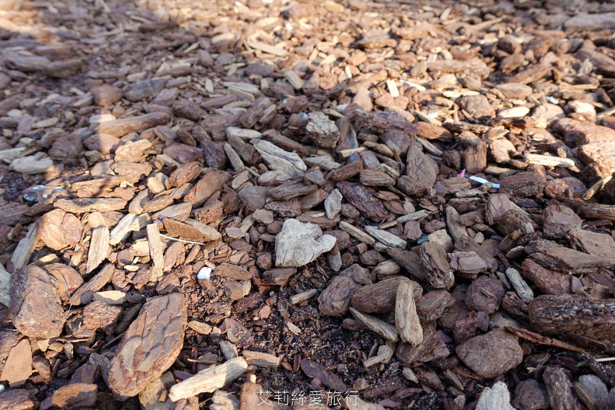 新北落羽松景點 免費入園 新莊頭前運動公園 生態水池冬季夢幻落羽松夏季賞蓮 漫步森林兒童遊戲場 捷運幸福站