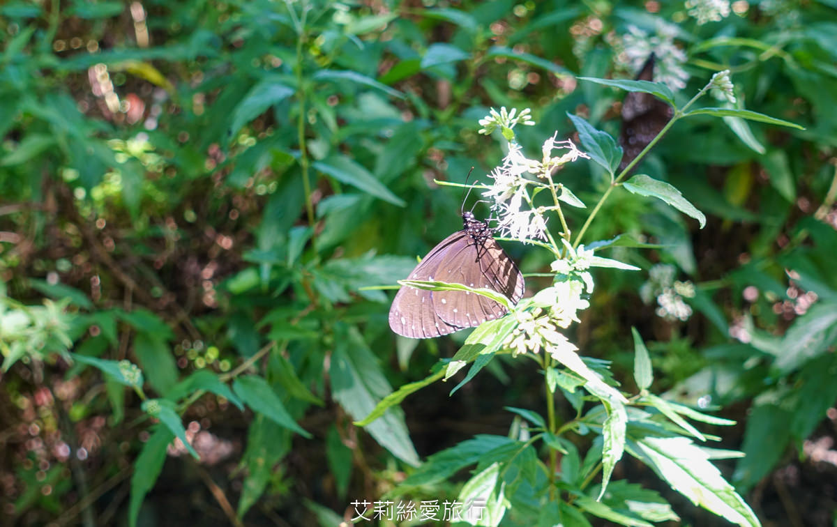 台中親子景點 東勢林場遊樂區 螢火蟲季來了！ 超放電體能訓練場刺激又好玩 幼童遊戲區 沙坑 彈跳床 溫泉泡腳池好放鬆！住宿環境乾淨又舒適 兩天一夜親子暑假旅遊
