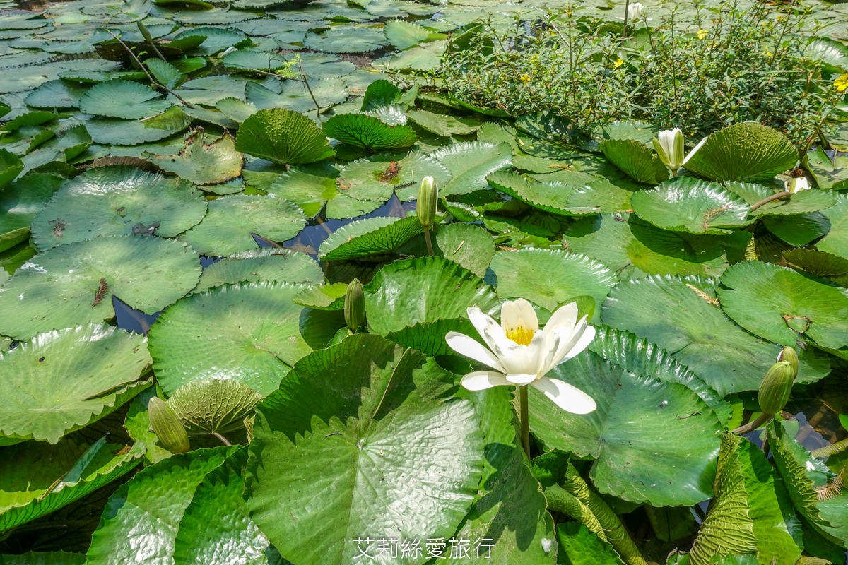 屏東美食 峇里島風景觀餐廳 水明漾 吃冰淇淋、餵魚拍美照 還有新鮮泰國蝦料理 冬季落羽松步道好浪漫 - 第15張圖 屏東美食 峇里島風景觀餐廳 水明漾 吃冰淇淋、餵魚拍美照 還有新鮮泰國蝦料理 冬季落羽松步道好浪漫