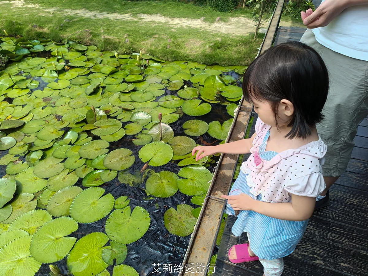 屏東美食 峇里島風景觀餐廳 水明漾 吃冰淇淋、餵魚拍美照 還有新鮮泰國蝦料理 冬季落羽松步道好浪漫 - 第17張圖 屏東美食 峇里島風景觀餐廳 水明漾 吃冰淇淋、餵魚拍美照 還有新鮮泰國蝦料理 冬季落羽松步道好浪漫