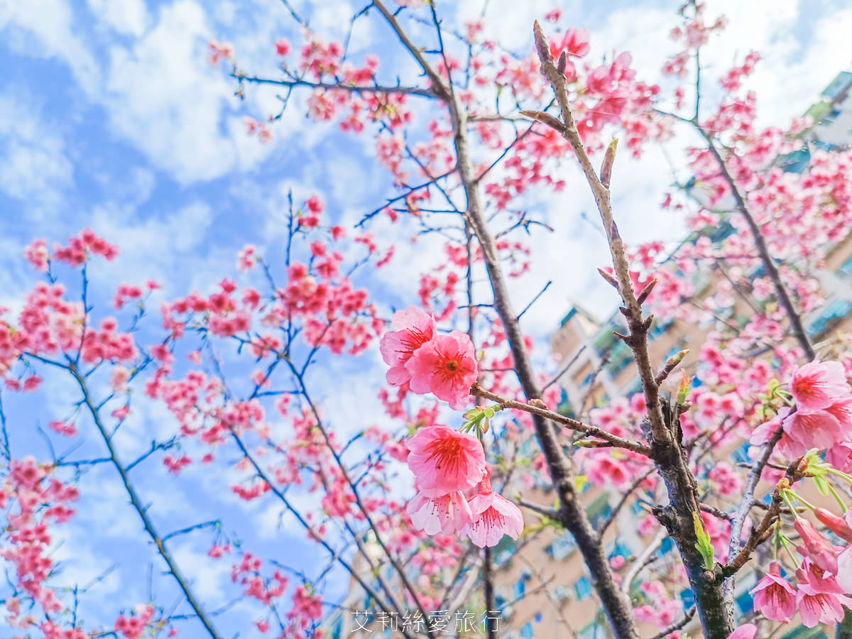 新北泰山賞櫻秘境!泰山黎明步道花園 同時賞櫻花和炮仗花,5月還有繡球花!平地輕鬆賞花不必上山哦! - 第4張圖 新北泰山賞櫻秘境!泰山黎明步道花園 同時賞櫻花和炮仗花,5月還有繡球花!平地輕鬆賞花不必上山哦!