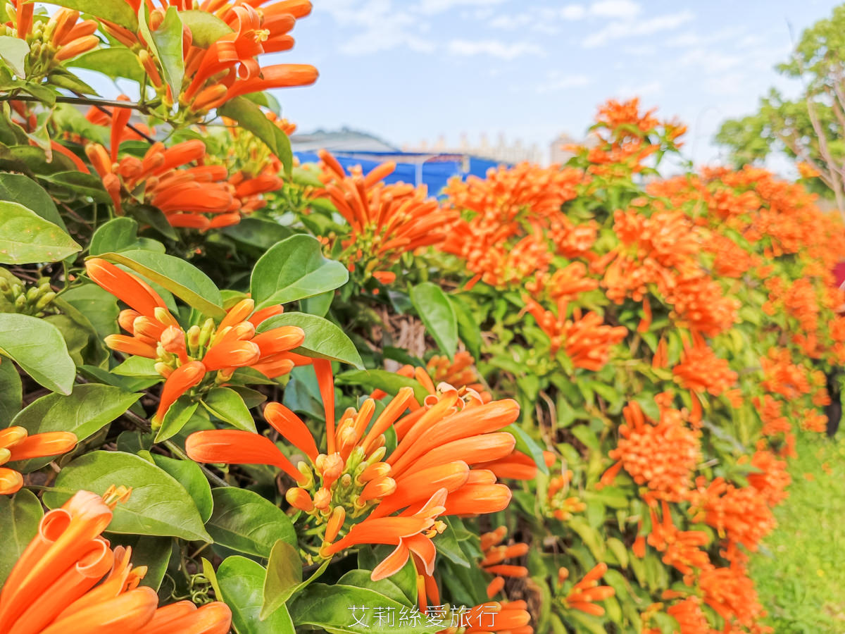 新北泰山賞櫻秘境!泰山黎明步道花園 同時賞櫻花和炮仗花,5月還有繡球花!平地輕鬆賞花不必上山哦! - 第14張圖 新北泰山賞櫻秘境!泰山黎明步道花園 同時賞櫻花和炮仗花,5月還有繡球花!平地輕鬆賞花不必上山哦!