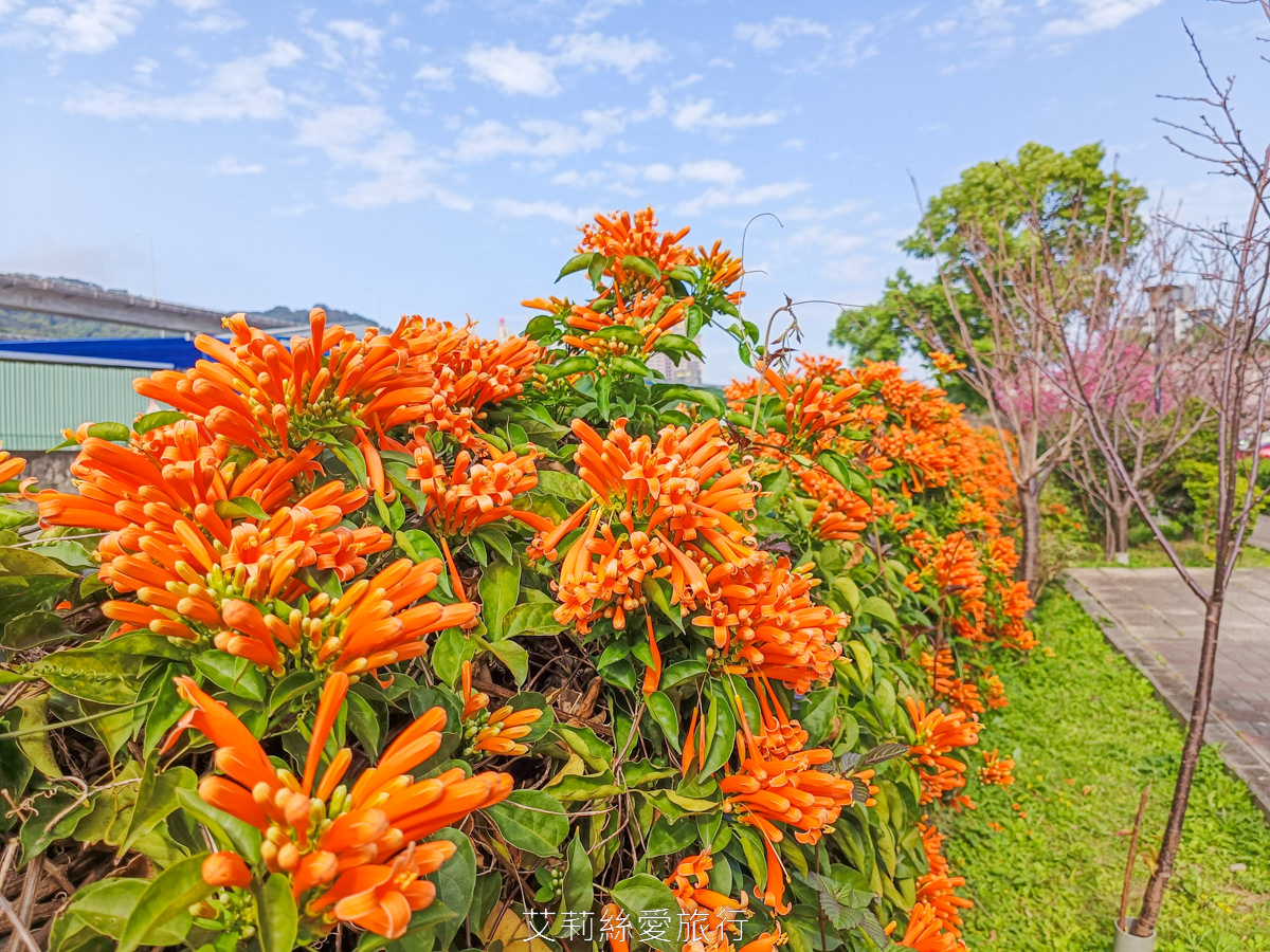 新北泰山賞櫻秘境!泰山黎明步道花園 同時賞櫻花和炮仗花,5月還有繡球花!平地輕鬆賞花不必上山哦! - 第13張圖 新北泰山賞櫻秘境!泰山黎明步道花園 同時賞櫻花和炮仗花,5月還有繡球花!平地輕鬆賞花不必上山哦!