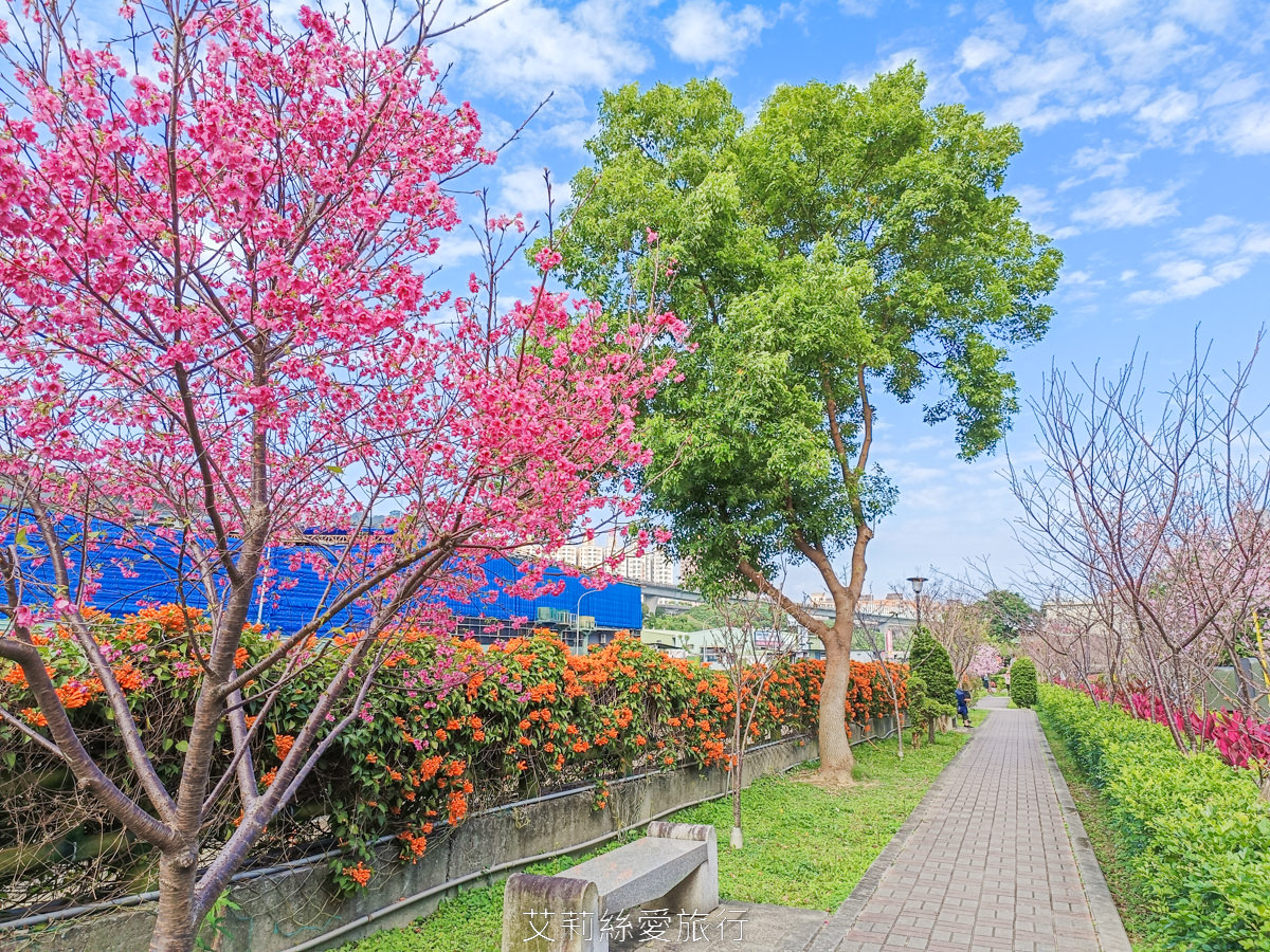 新北泰山賞櫻秘境!泰山黎明步道花園 同時賞櫻花和炮仗花,5月還有繡球花!平地輕鬆賞花不必上山哦! - 第2張圖 新北泰山賞櫻秘境!泰山黎明步道花園 同時賞櫻花和炮仗花,5月還有繡球花!平地輕鬆賞花不必上山哦!