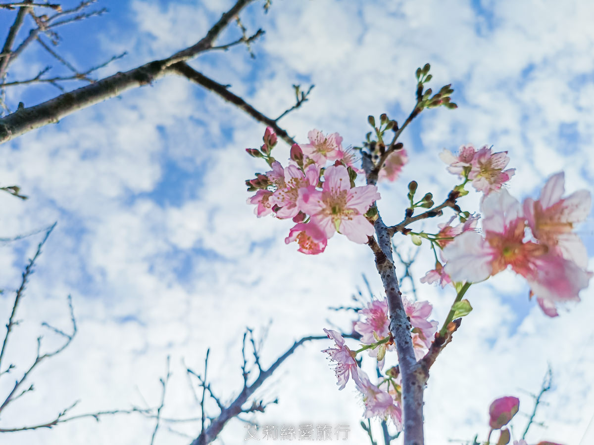 新北泰山賞櫻秘境!泰山黎明步道花園 同時賞櫻花和炮仗花,5月還有繡球花!平地輕鬆賞花不必上山哦! - 第8張圖 新北泰山賞櫻秘境!泰山黎明步道花園 同時賞櫻花和炮仗花,5月還有繡球花!平地輕鬆賞花不必上山哦!
