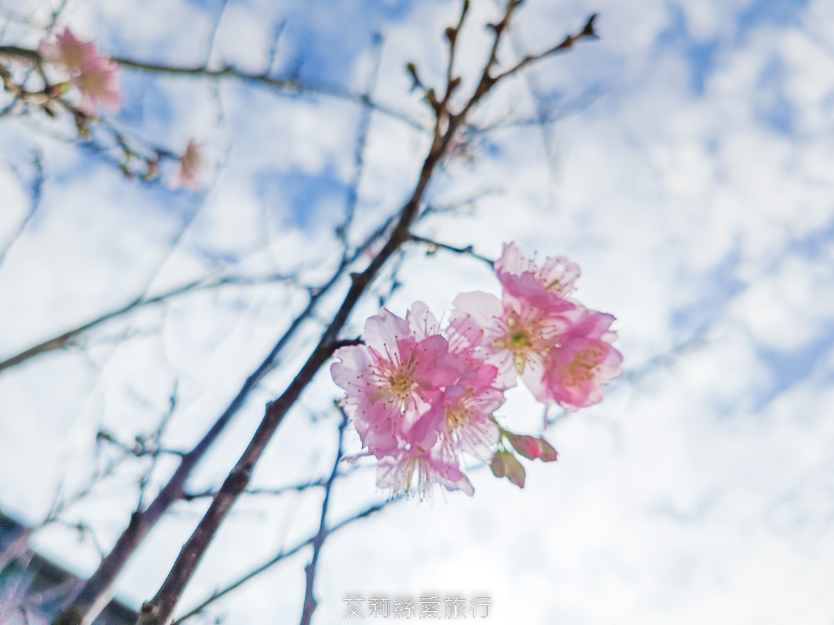 新北泰山賞櫻秘境!泰山黎明步道花園 同時賞櫻花和炮仗花,5月還有繡球花!平地輕鬆賞花不必上山哦! - 第7張圖 新北泰山賞櫻秘境!泰山黎明步道花園 同時賞櫻花和炮仗花,5月還有繡球花!平地輕鬆賞花不必上山哦!