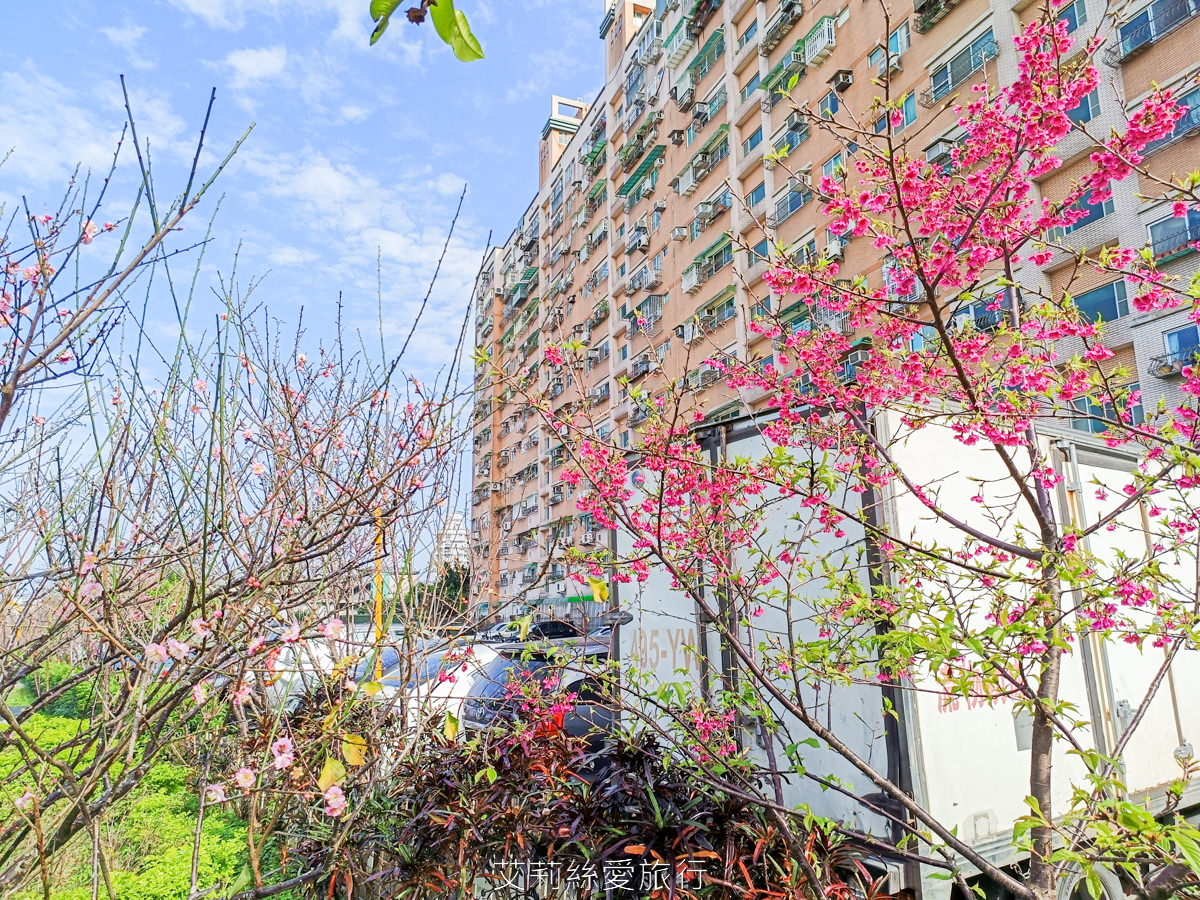 新北泰山賞櫻秘境!泰山黎明步道花園 同時賞櫻花和炮仗花,5月還有繡球花!平地輕鬆賞花不必上山哦! - 第10張圖 新北泰山賞櫻秘境!泰山黎明步道花園 同時賞櫻花和炮仗花,5月還有繡球花!平地輕鬆賞花不必上山哦!