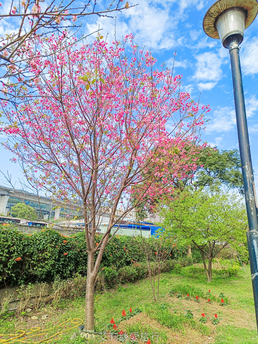 新北泰山賞櫻秘境!泰山黎明步道花園 同時賞櫻花和炮仗花,5月還有繡球花!平地輕鬆賞花不必上山哦! - 第9張圖 新北泰山賞櫻秘境!泰山黎明步道花園 同時賞櫻花和炮仗花,5月還有繡球花!平地輕鬆賞花不必上山哦!