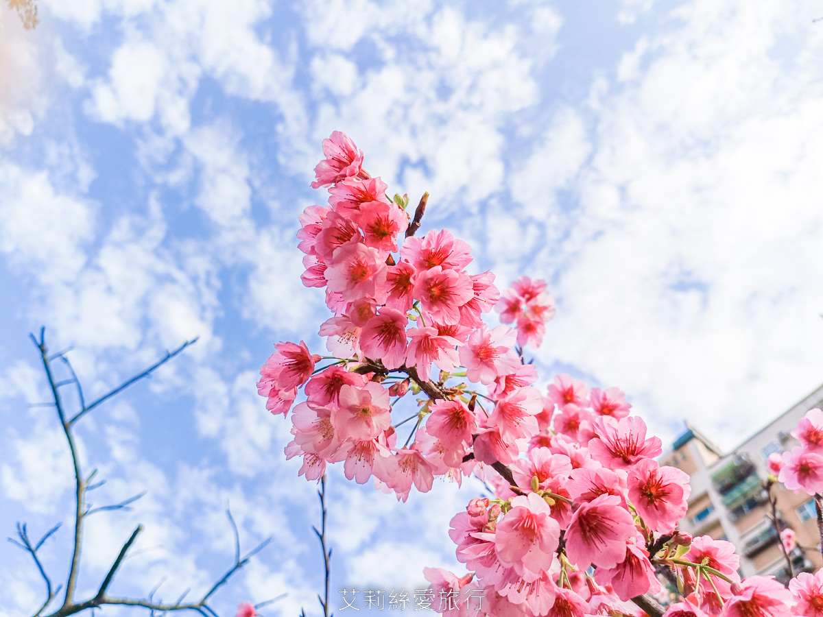 新北泰山賞櫻秘境!泰山黎明步道花園 同時賞櫻花和炮仗花,5月還有繡球花!平地輕鬆賞花不必上山哦! - 第12張圖 新北泰山賞櫻秘境!泰山黎明步道花園 同時賞櫻花和炮仗花,5月還有繡球花!平地輕鬆賞花不必上山哦!