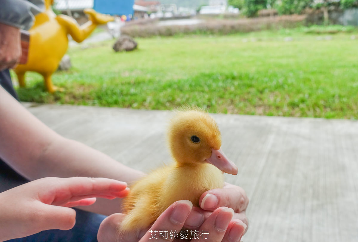 宜蘭礁溪室內景點 全台最美清水模五星級鴨舍 甲鳥園 親近小鴨、餵鴨餵魚、還有戲水池，可以玩diy吃甜點滷味！