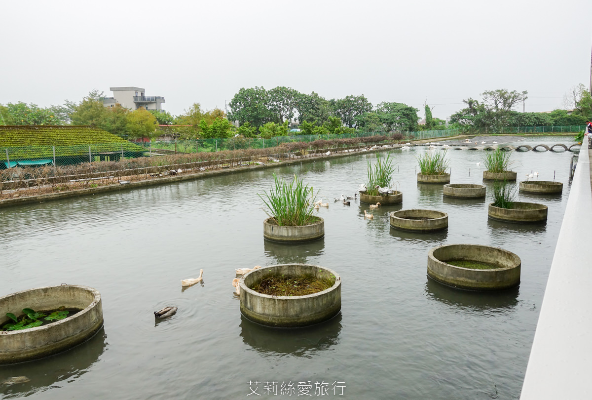 宜蘭礁溪室內景點 全台最美清水模五星級鴨舍 甲鳥園 親近小鴨、餵鴨餵魚、還有戲水池，可以玩diy吃甜點滷味！