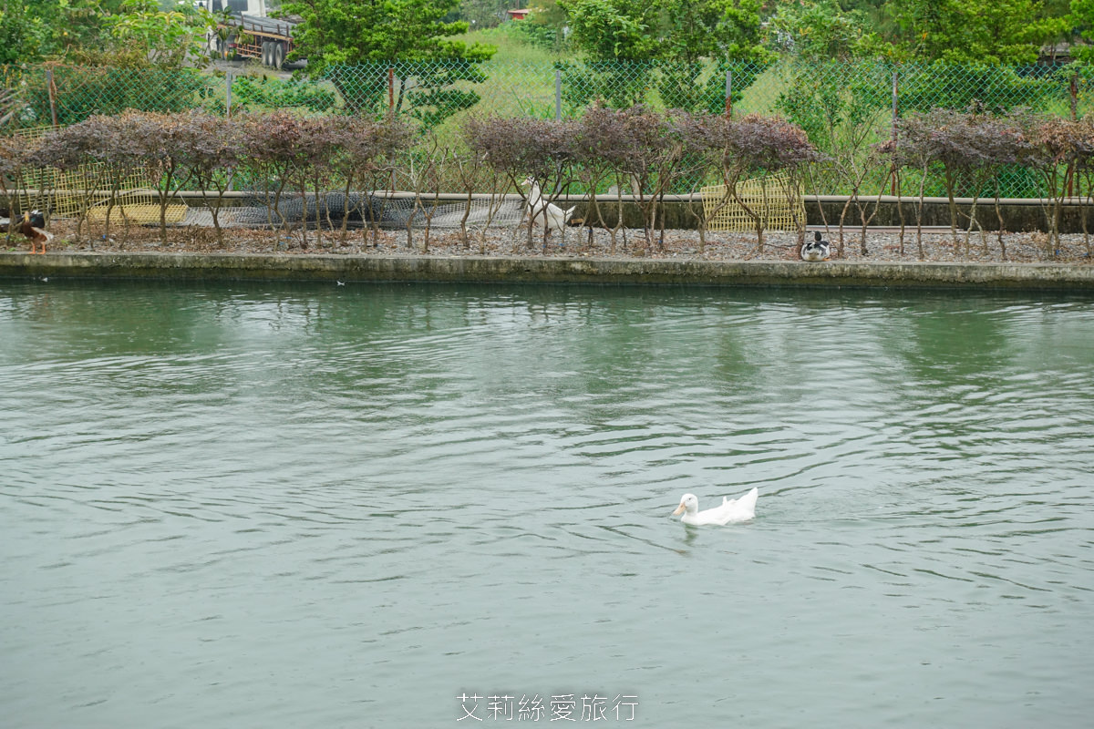 宜蘭礁溪室內景點 全台最美清水模五星級鴨舍 甲鳥園 親近小鴨、餵鴨餵魚、還有戲水池，可以玩diy吃甜點滷味！