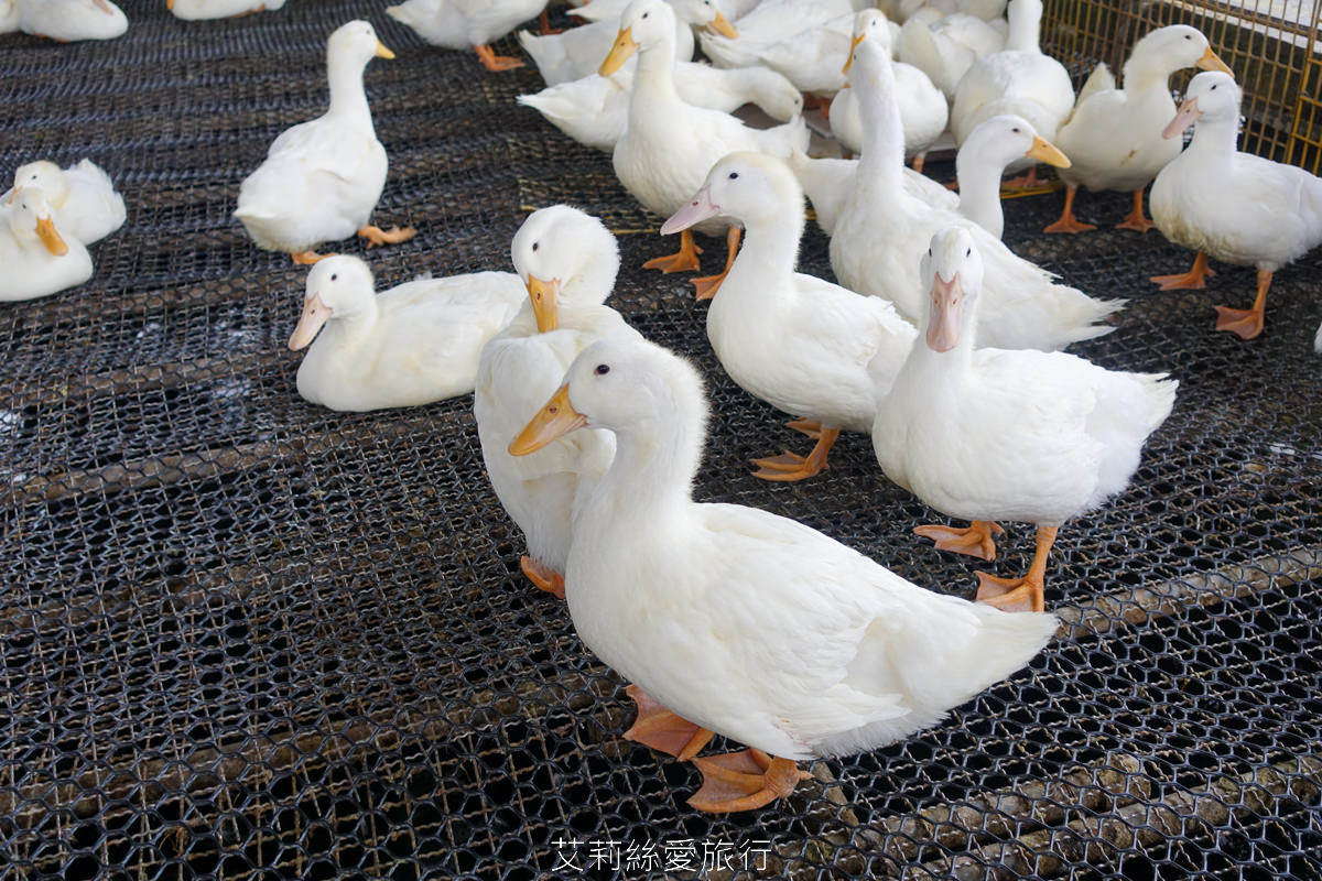 宜蘭礁溪室內景點 全台最美清水模五星級鴨舍 甲鳥園 親近小鴨、餵鴨餵魚、還有戲水池，可以玩diy吃甜點滷味！