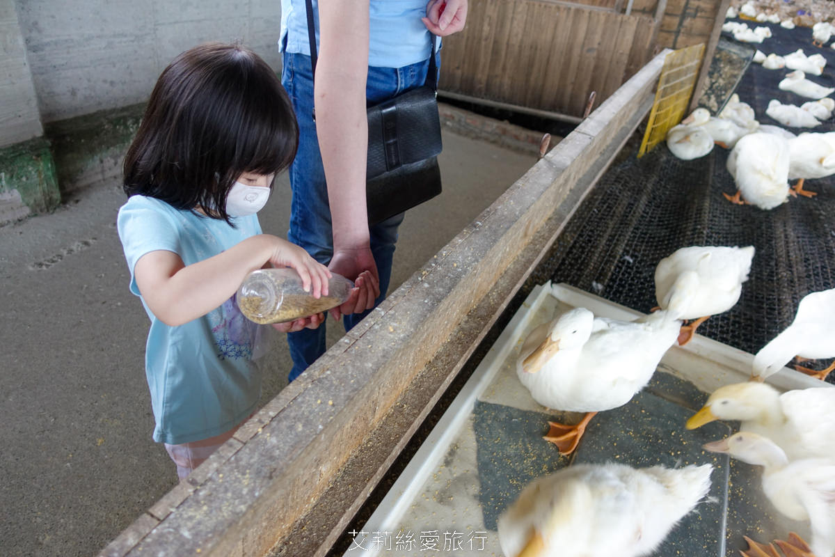 宜蘭礁溪室內景點 全台最美清水模五星級鴨舍 甲鳥園 親近小鴨、餵鴨餵魚、還有戲水池，可以玩diy吃甜點滷味！