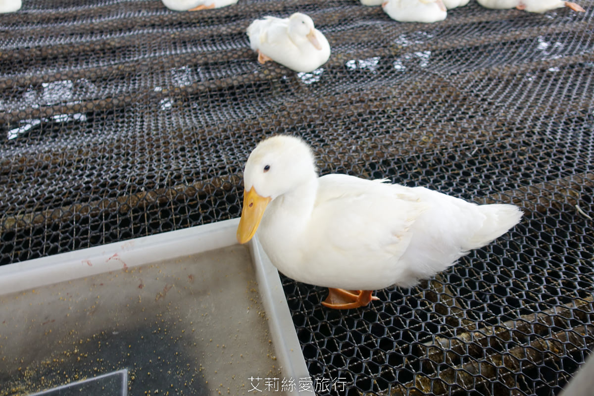 宜蘭礁溪室內景點 全台最美清水模五星級鴨舍 甲鳥園 親近小鴨、餵鴨餵魚、還有戲水池，可以玩diy吃甜點滷味！