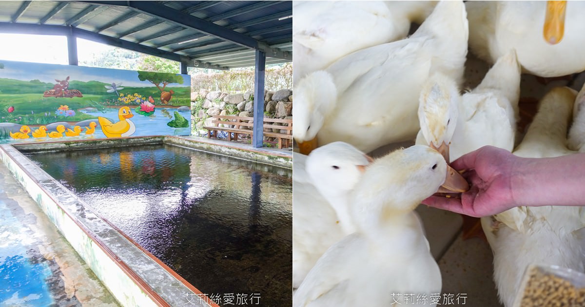 宜蘭礁溪室內景點 全台最美清水模五星級鴨舍 甲鳥園 親近小鴨、餵鴨餵魚、還有戲水池，可以玩diy吃甜點滷味！
